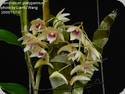 Dendrobium platygastrium